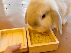 -猫猫幼稚园·撸猫·桌游·电玩