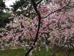 -东北大学(南湖校区)