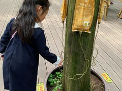 -东平国家森林公园
