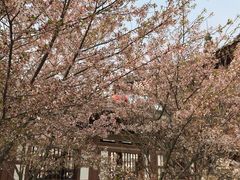 -西安青龙寺遗址景区