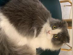 -飞行喵MR PILOT|猫舍·猫咖(静安大融城店)