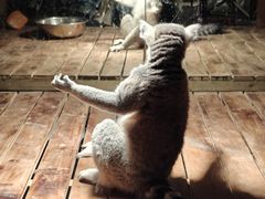 -绿色星球动物主题公园