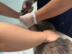 -关爱动物医院·心脏·中兽医·异宠(金牛路分院)