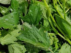 -黔府豆米火锅野菜馆(南马店)