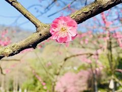 -西湖风景区-江洋畈生态公园