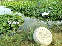 -前关湿地公园