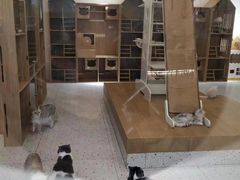 -猫域·湾主题猫咖·宠物吧(南坪城市广场店)