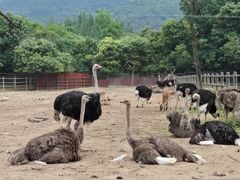 -西安秦岭野生动物园