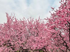 -花开海上生态园