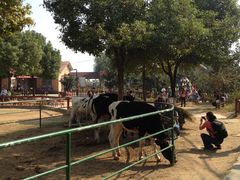 牛群-苏州太湖牛仔风情度假村