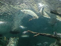 -上海海洋水族馆