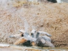 -上海大自然野生昆虫馆(东方明珠·爬宠昆虫探索中心)