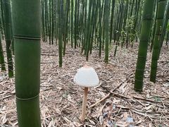 -同里国家湿地公园