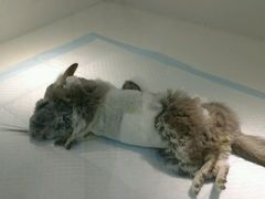 术后-瑞派·关忠动物医院·异宠专科·犬猫肿瘤·皮肤专科(望京店)