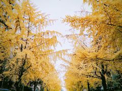 -四川大学(望江校区)