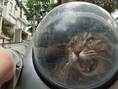 -瑞派名望24h动物医院异宠专科·猫专科·骨科·重症监护分院