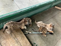 -秦皇岛野生动物园