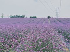 -紫颐香薰山谷景区