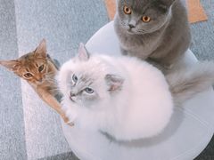 -米宠家·撸猫猫咖小萌宠·猫咪洗澡·猫咪寄养(高新大都荟店)