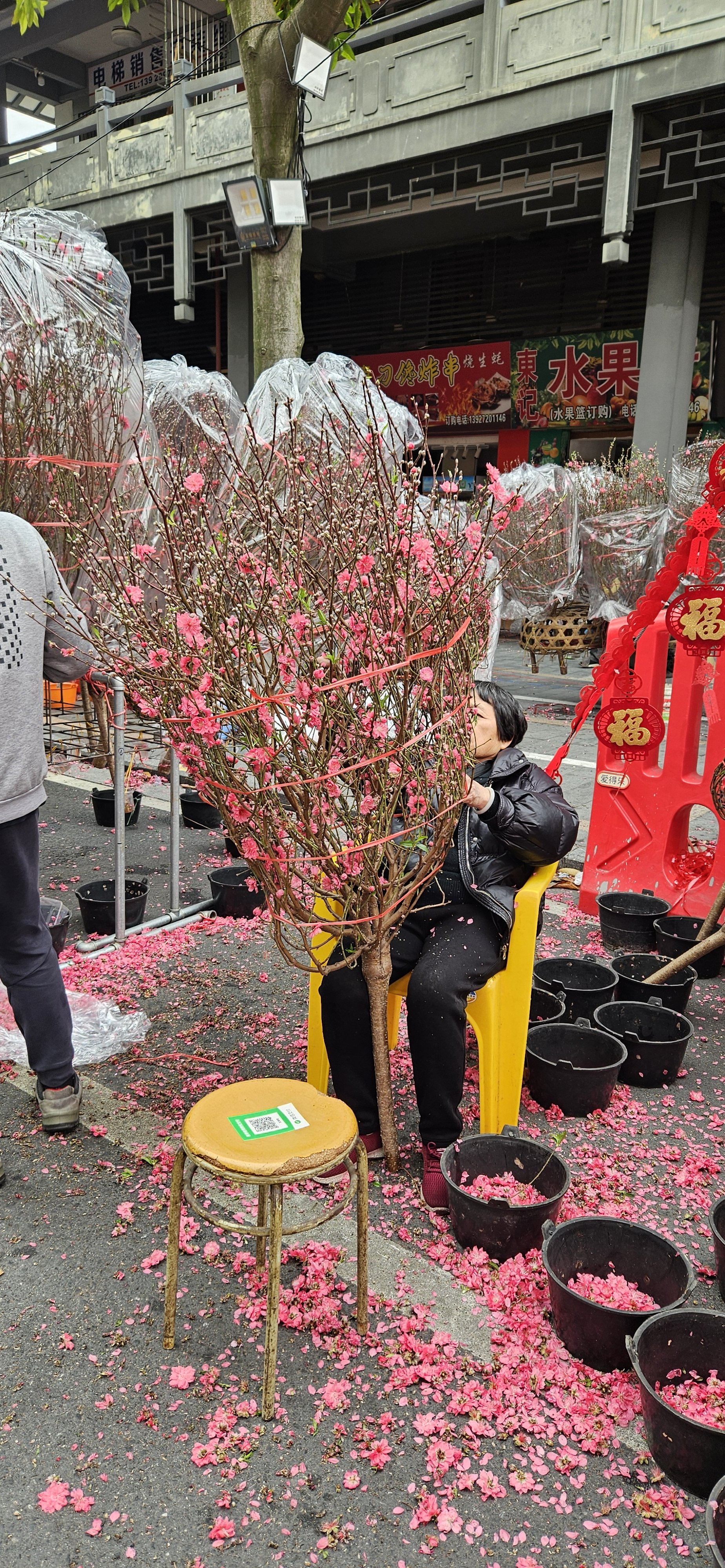 一盆桃花图片图片