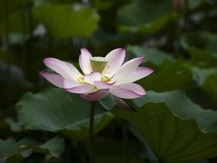 -雷峰塔·藕香居餐厅