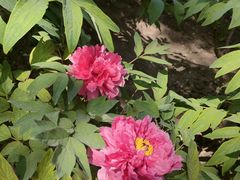 -莲花池公园