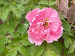 -洛阳市隋唐城遗址植物园