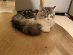 -猫腻·猫咖·撸猫馆(星光大道店)