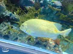 -上海海洋水族馆