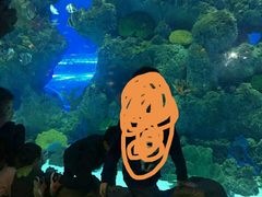 -芜湖新华联大白鲸海洋公园