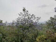 -张坝桂圆林公园