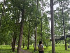 -黄海国家森林公园