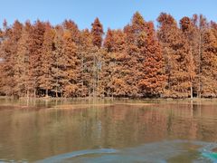 -上海海湾国家森林公园