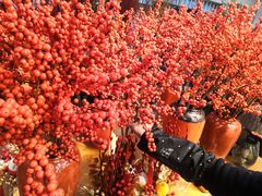 -双季花艺园艺市场(浦东店)