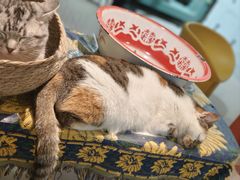 -平行世界·猫咖(首经贸店)