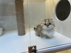 -十月米努特矮脚猫舍