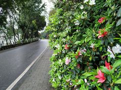 -重庆平顶山公园