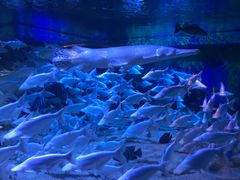 -成都浩海立方海洋公园