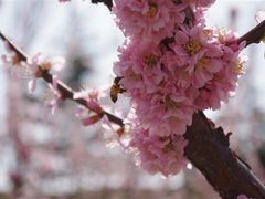 -济南国际园博园