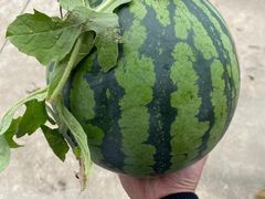 -南汇新场正宗水蜜桃采摘