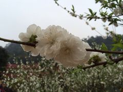 iphone_upload_pic-南国桃园旅游度假区