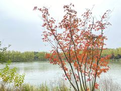 -昆山城市生态森林公园