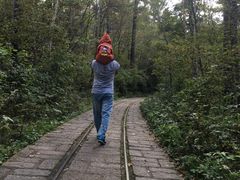 -五营红松林海景区