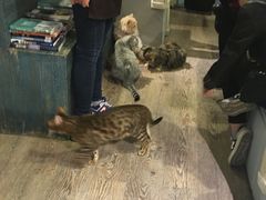-小时光咖啡馆(开森度假森林店)