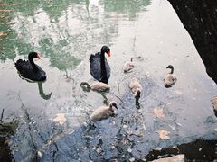 -扬州大运河文化旅游度假区·盆景园