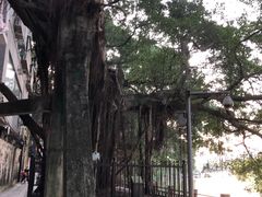 -小洲村