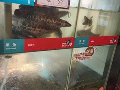 -鱼酷活鱼烤鱼(北美店)