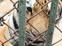 -合肥野生动物园