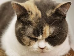 -有猫主题·治愈系猫咖(曾厝垵店)