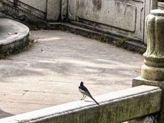 -国恩寺